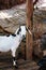 Goats in a zoo in Thailand. Goat, cow with markings similar.