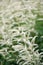 Goatsbeard, Aruncus sylvestris Sommeranfang close-up of white flowers