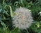 Goatsbeard Or Tragopogon Pratensis With Seed Head