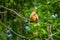 Goatsin Opisthocomus hoazin on a tree in Limoncocha National Park in the Amazon rainforest in Ecuador