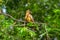 Goatsin Opisthocomus hoazin on a tree in Limoncocha National Park in the Amazon rainforest in Ecuador
