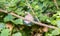 A Goatweed Leafwing Butterfly Anaea andria Perched on a Branch in Heavy Vegetation in Eastern Colorado