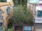 Gobardanga, West Bengal, India- May 21, 2020: A tree fallen on a little shop due to heavy storm of Amphan