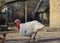 A gobbler in the foreground of a chainlink fence,