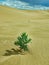 Gobi Desert Green Plant
