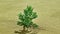 Gobi Desert Green Plant