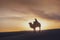 Gobi desert, may 2019, Mongolia : Camel going through the sand dunes on sunrise, Gobi desert Mongolia