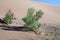 Gobi Desert Singing Sand Dunes tree