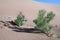 Gobi Desert Singing Sand Dunes tree