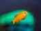 Gobiodon Okinawae swimming in a reef aquarium with a blurred Euphyllias parancora in background