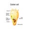 Goblet cell. Structure cell nucleus and other organelles.