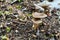 Goblet funnel cap Pseudoclitocybe cyathiformis sprouted under the linden