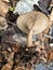 Goblet funnel cap Pseudoclitocybe cyathiformis sprouted under the linden