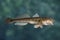 Goby fish. Brown bullhead of China sea isolated on blurred water background
