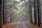 God beams - coniferous forest in fog