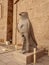 The God Horus Statue outside the temple of Edfu Idfu in upper Egypt