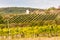 God\'s torture with autumnal vineyard