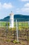 God& x27;& x27;s torture with vineyard, Palava, Czech Republic