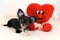 Goddess of Joy & Love - Miniature Chihuhua Puppy with Valentines Heart