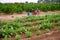 Godella Valencia field smallholding traditional agriculture