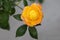 Goden yellow rose with green leaf blooming in garden