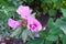 Godetia Clarkia pulchella. Pink and red summer garden exquisite fresh flowers.