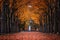 Godollo, Hungary - Narrow alley in Elisabeth park surronded by colorful red and yellow linden trees at autumn