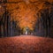 Godollo, Hungary - Narrow alley in Elisabeth park surronded by colorful red and yellow linden trees at autumn