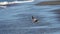 Godwit in flight at Motueka Sandspit, Tasman region, New Zealand