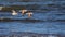 Godwits in flight at Motueka Sandspit, Tasman region, New Zealand