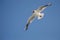 Goeland flying with wings spread from below
