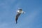 Goeland flying with wings spread from below