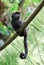 Goeldi Marmoset Perched on a Vine