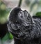 Goeldi`s marmoset 1