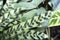 Goeppertia insignis, the rattlesnake plant,