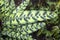 Goeppertia insignis, the rattlesnake plant,