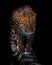 Goes on a log leopard isolated on black background. Wild beautiful big cat in the night darkness, a mysterious and dangerous beast