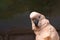 The Goffin cockatoo parrot closeup