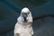 The Goffin cockatoo parrot closeup