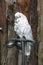 Goffing Cockatooï¼ˆCacatua goffinianaï¼‰