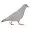 Going gray pigeon