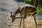 The Goitered Gazelle Calf Gazella Subgutturosa