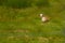 Goitered gazelle. A female gazelle is lying in a meadow