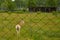 Goitered gazelle. A female gazelle is standing in a meadow