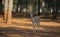 Goitered gazelle ( Gazella subgutturosa)