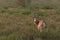 Goitered gazelle Jeyran in field. Wildlife nature reserve