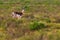 Goitered gazelle Jeyran in field. Wildlife nature reserve