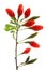 Goji berries (Lycium barbarum)