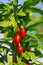 Goji berry