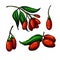 Goji berry vector superfood drawing set. Isolated hand drawn illustration on white background.